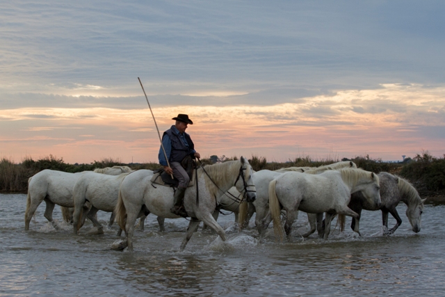 chevaux camargue